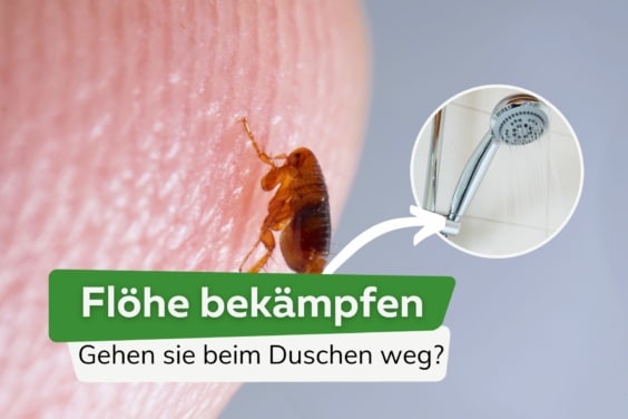 Flöhe bekämpfen: gehen sie beim Duschen weg?