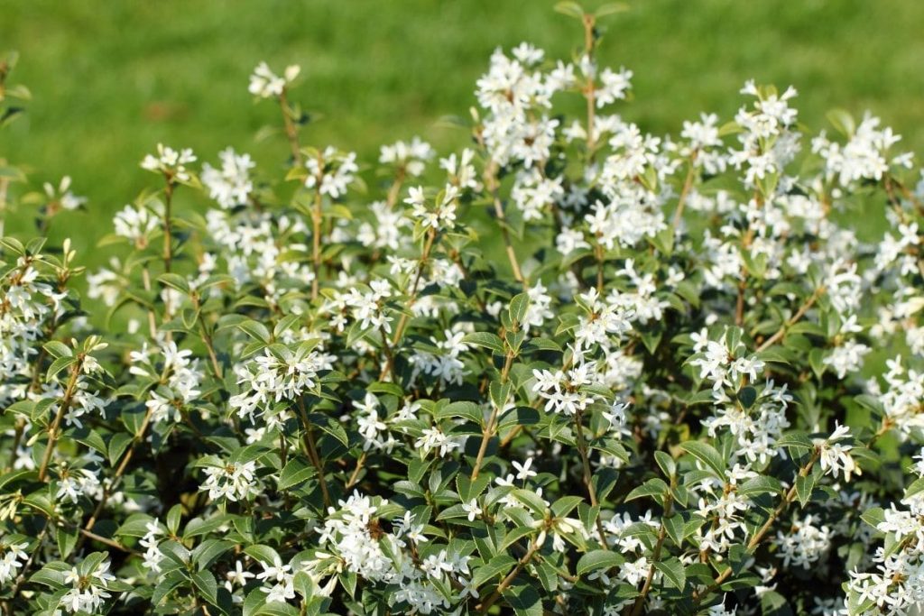 Frühlingsduftblüte (Osmanthus burkwoodii)