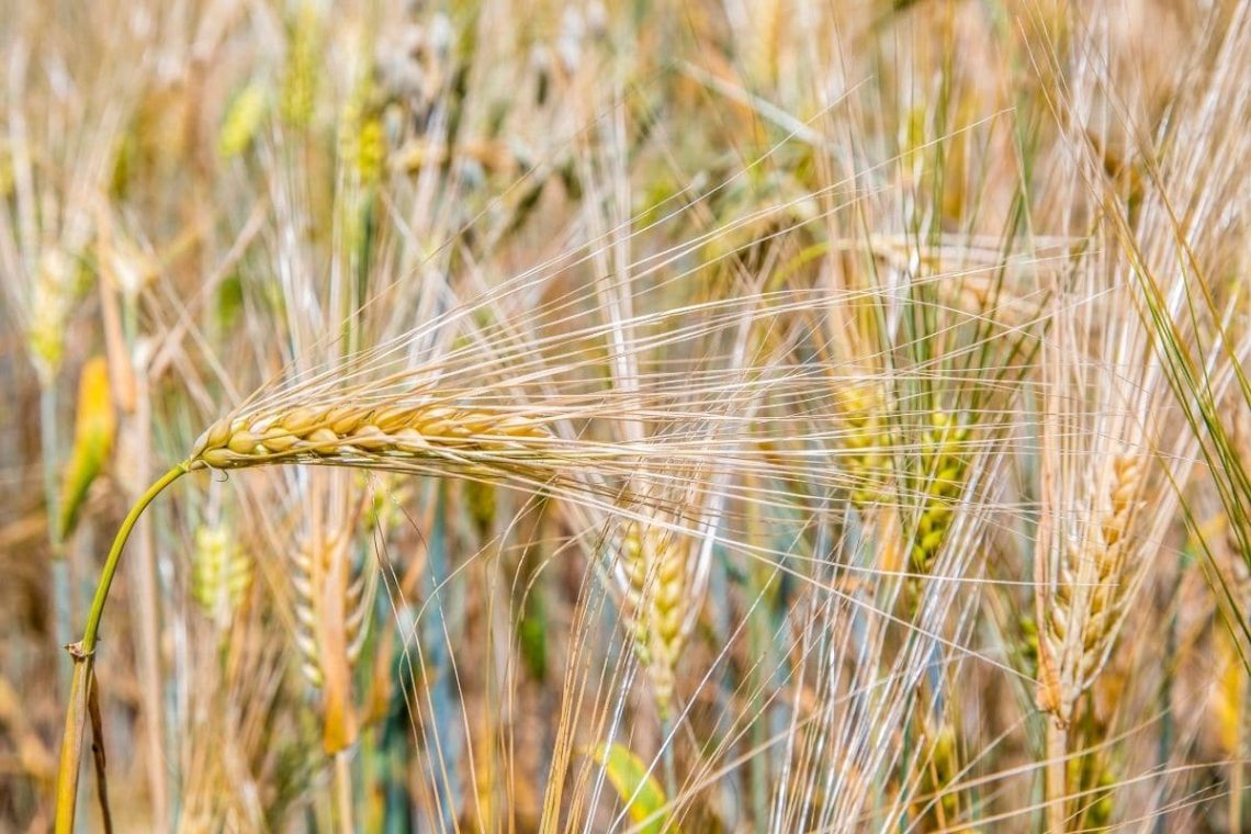 Gerste (Hordeum vulgare)