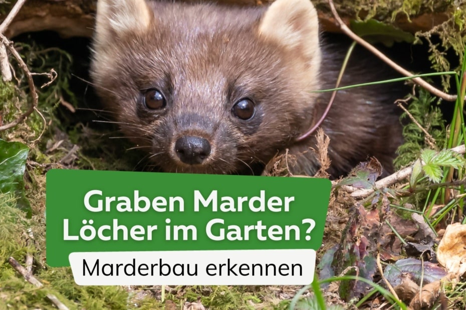 Graben Marder Löcher im Garten? Marderbau erkennen