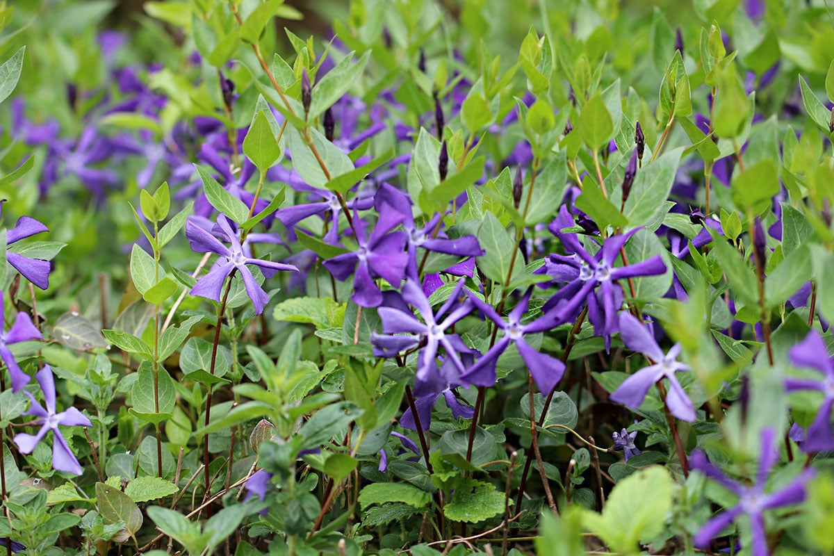 Großblättriges Immergrün (Vinca major)