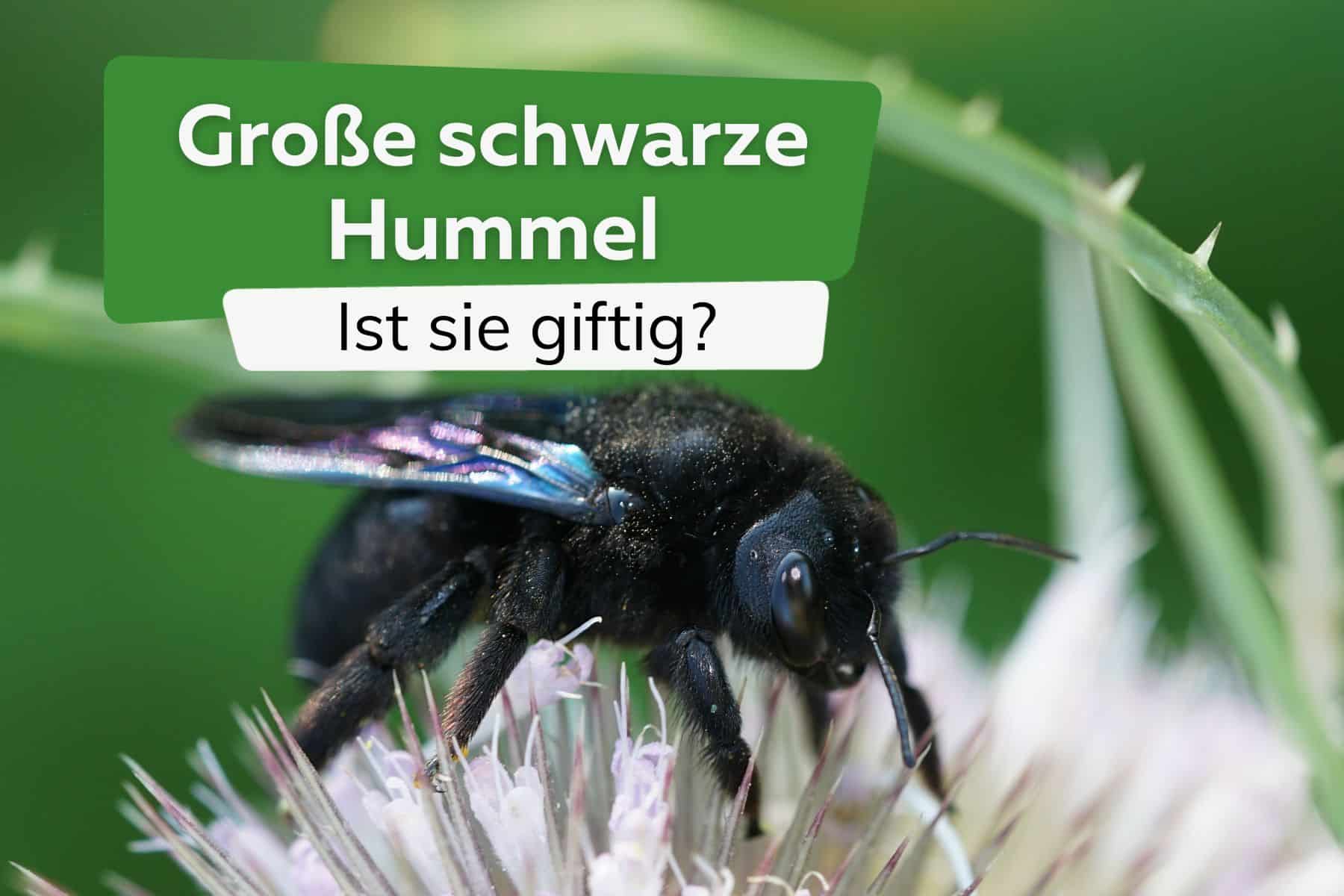 Große schwarze Hummel gesichtet: ist sie giftig?