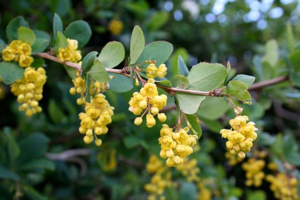 Grüne Polster-Berberitze 'Nana' (Berberis buxifolia)