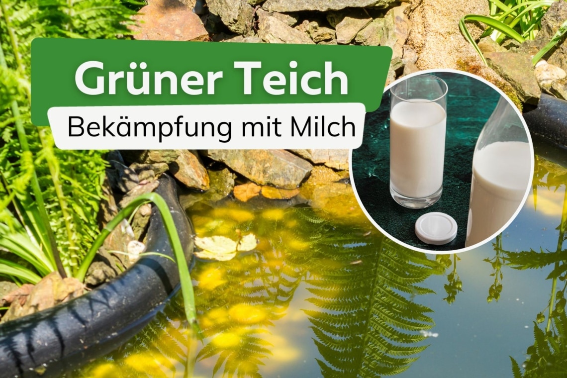 Schwebealgen im Teich bekämpfen 9 Lösungen zum Entfernen