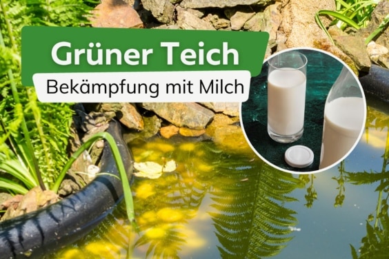 Grüner Teich: so bekämpfen Sie Algen mit Milch