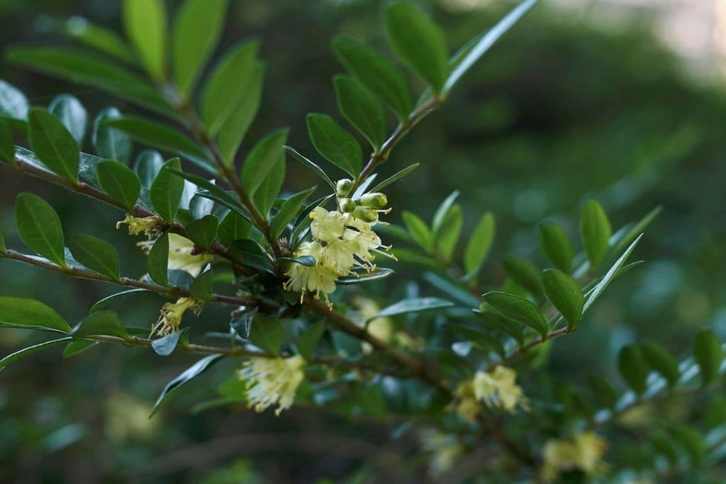 Heckenkirsche 'Maigrün' (Lonicera nitida), immergrüne Sträucher