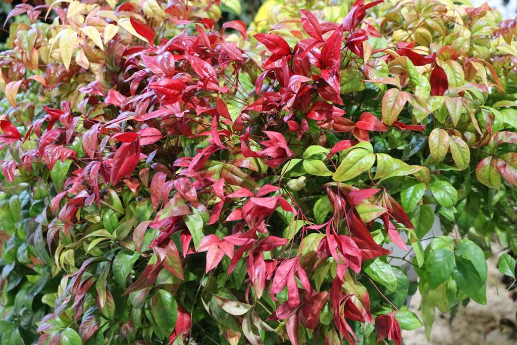 Heiliger Bambus (Nandina domestica) , immergrüne Sträucher