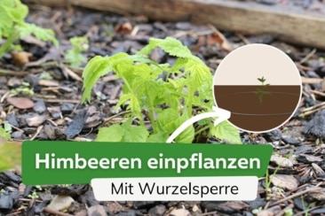 Himbeeren mit Wurzelsperre pflanzen: Anleitung