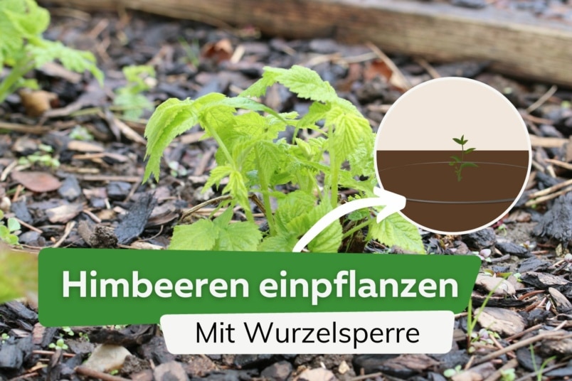 Himbeeren mit Wurzelsperre pflanzen: Anleitung