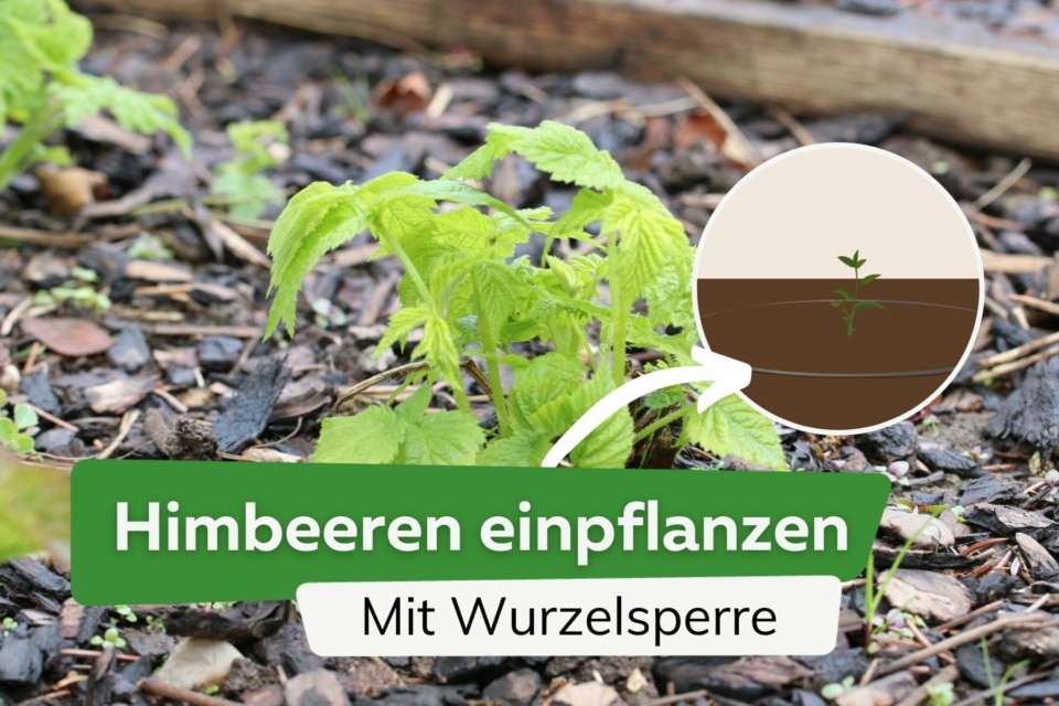 Himbeeren mit Wurzelsperre pflanzen Anleitung