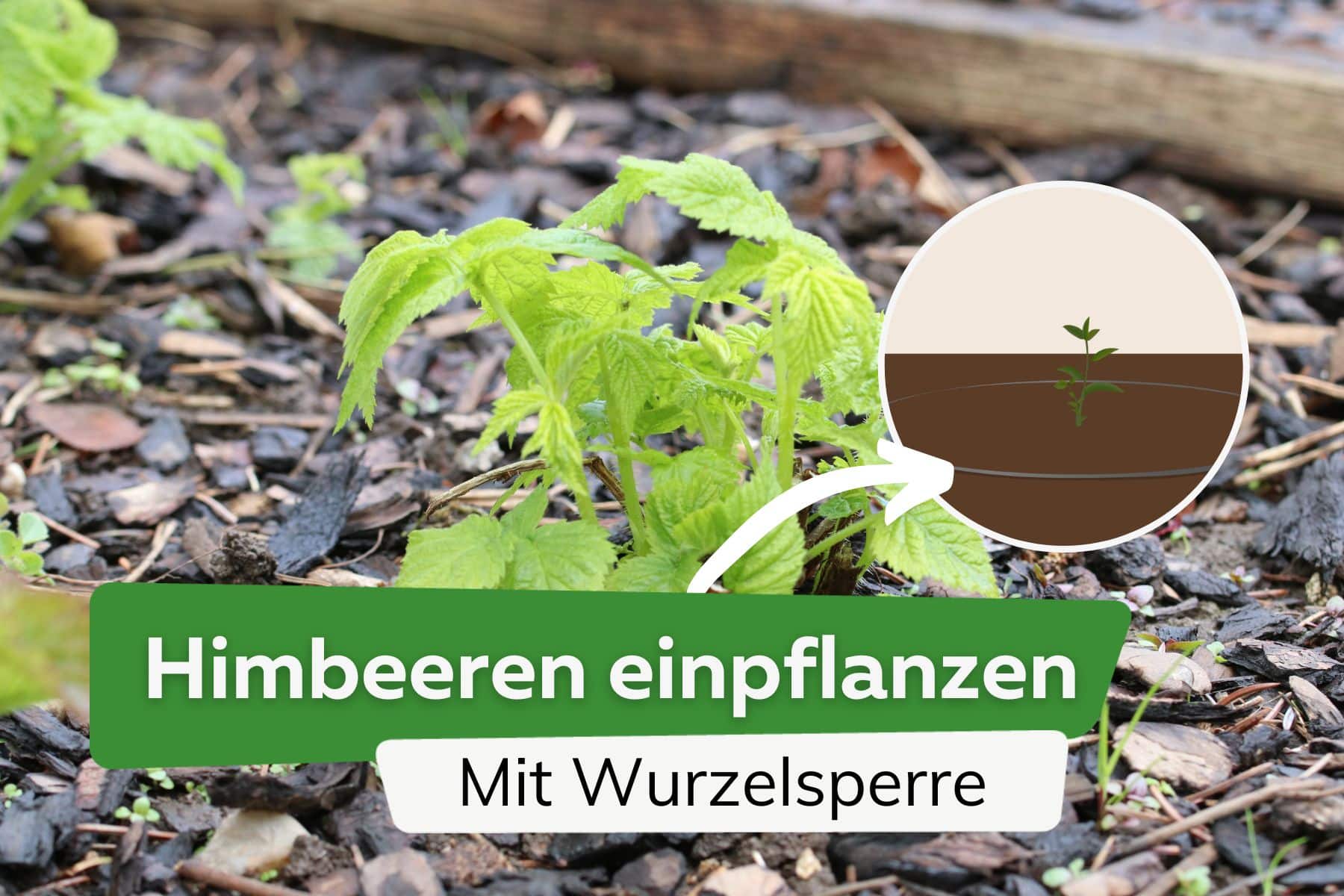 Himbeeren mit Wurzelsperre pflanzen: Anleitung