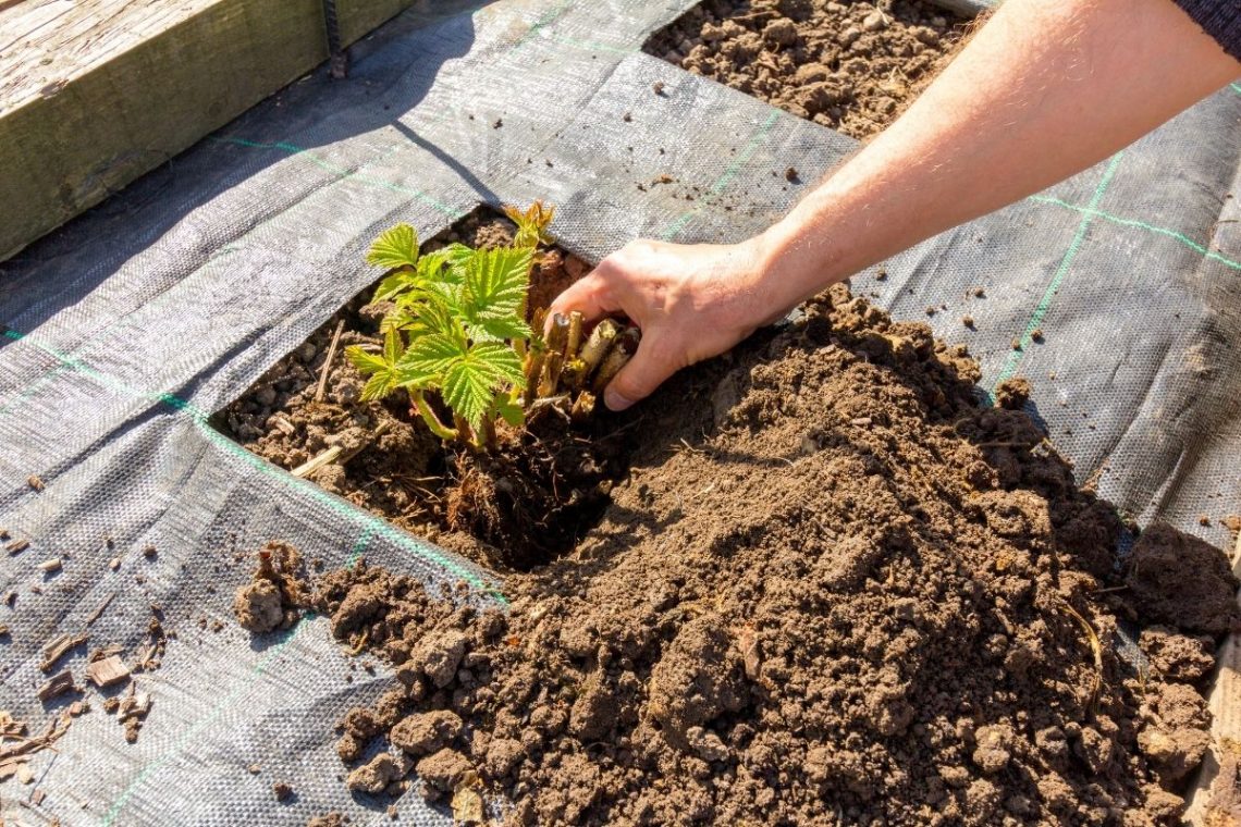 Himbeeren mit Wurzelsperre pflanzen