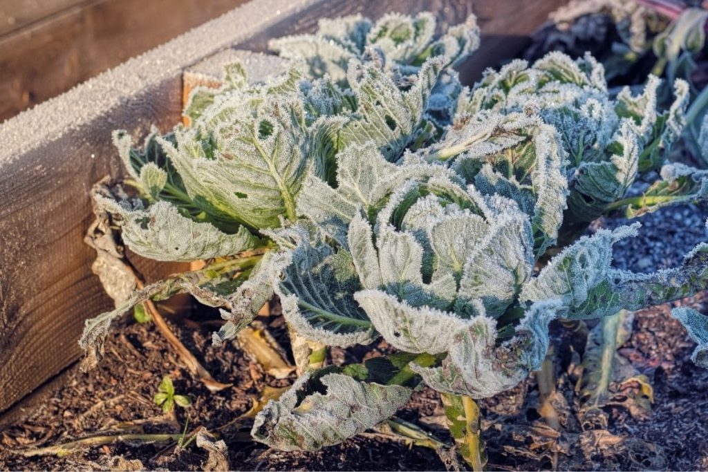 Wintergemüse im Hochbeet