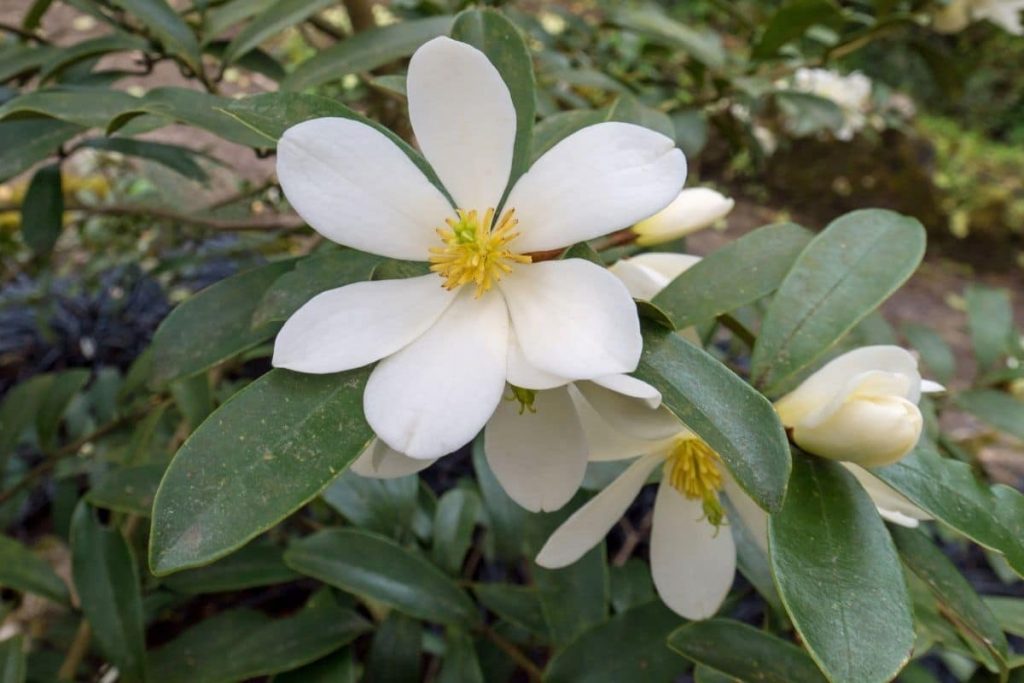 Immergrüne Magnolie 'Summer Snowflake' (Magnolia dianica), immergrüne Sträucher