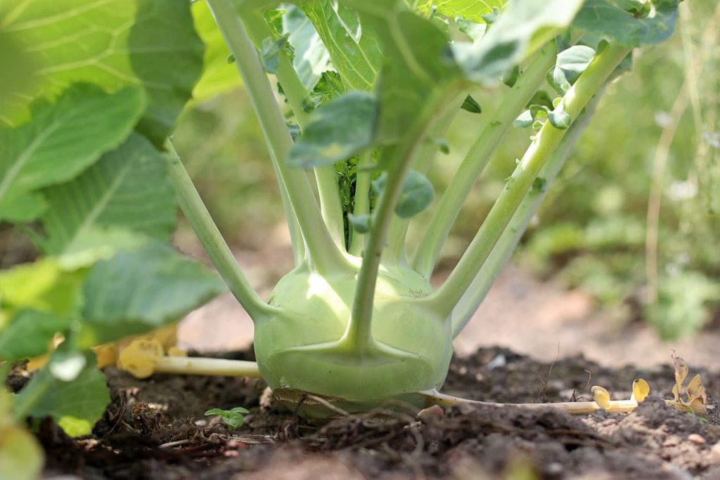 Kohlrabi