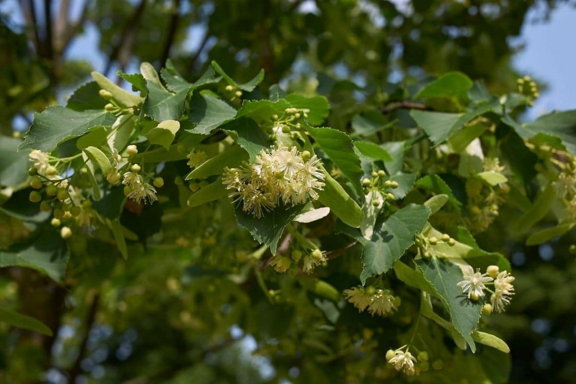 Linde (Tilia) Pollenflugkalender