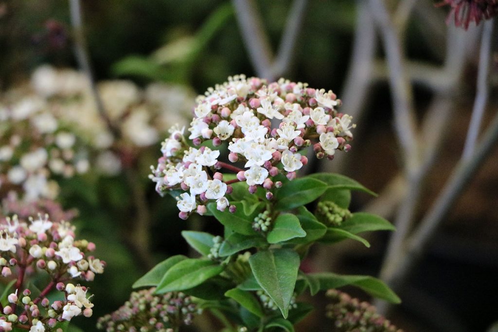 Lorbeer-Schneeball 'Eve Price' (Viburnum tinus), immergrüne Sträucher