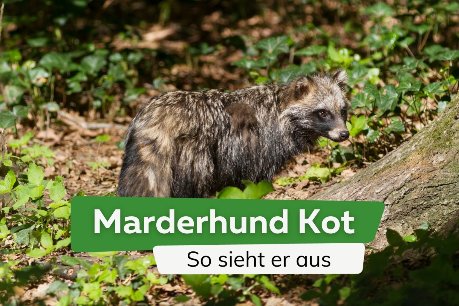 Hundekot im Garten was tun? 7 natürliche Abwehrmittel