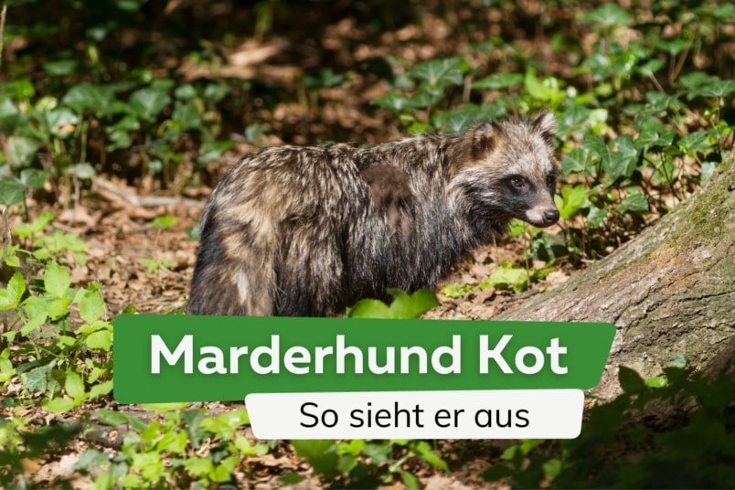 Marderhund Kot: so sieht er aus