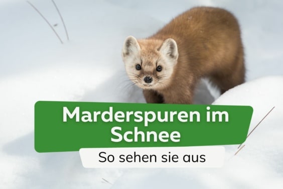 Marderspuren im Schnee: so erkennen sie Marder