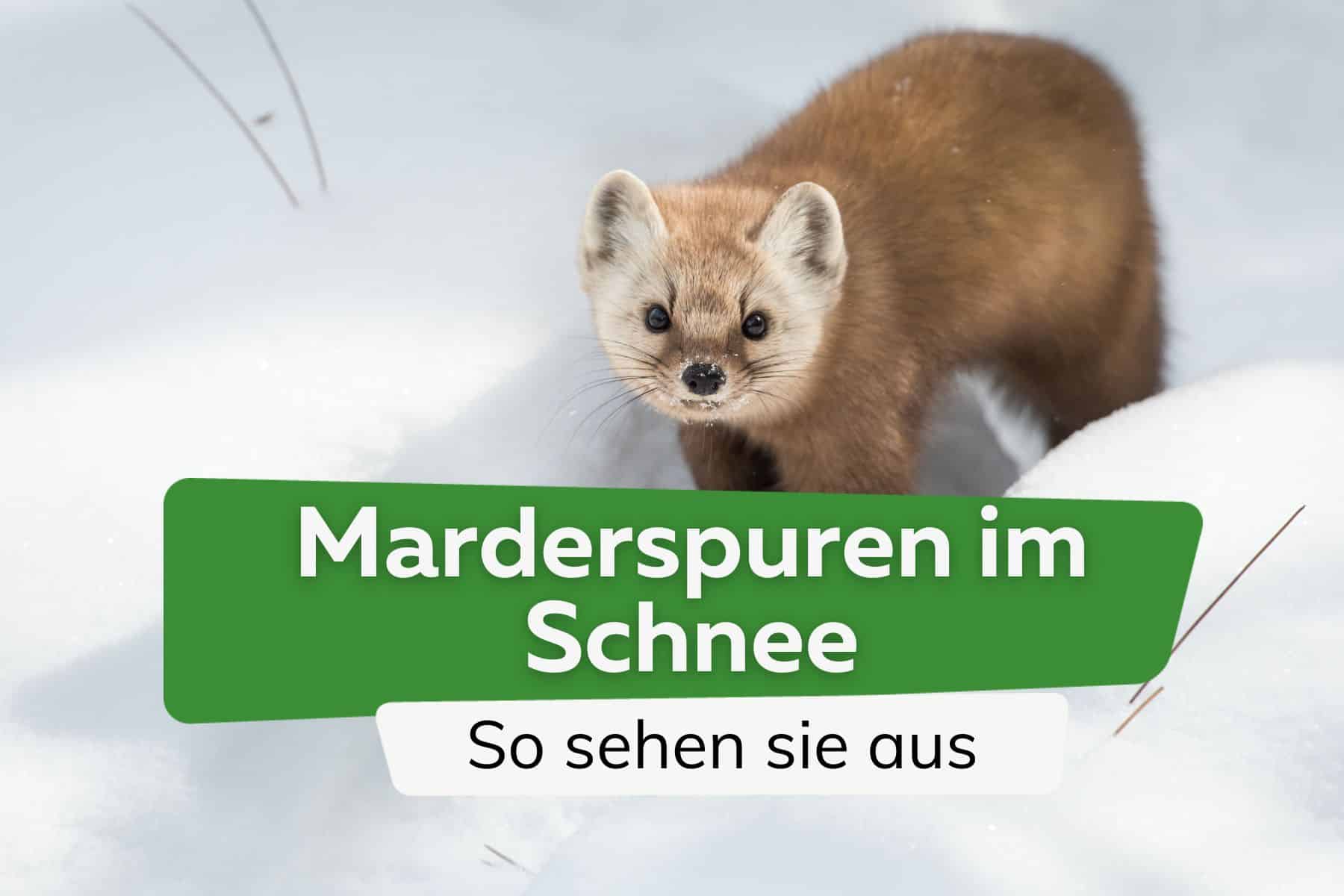 Marderspuren im Schnee: so erkennen sie Marder