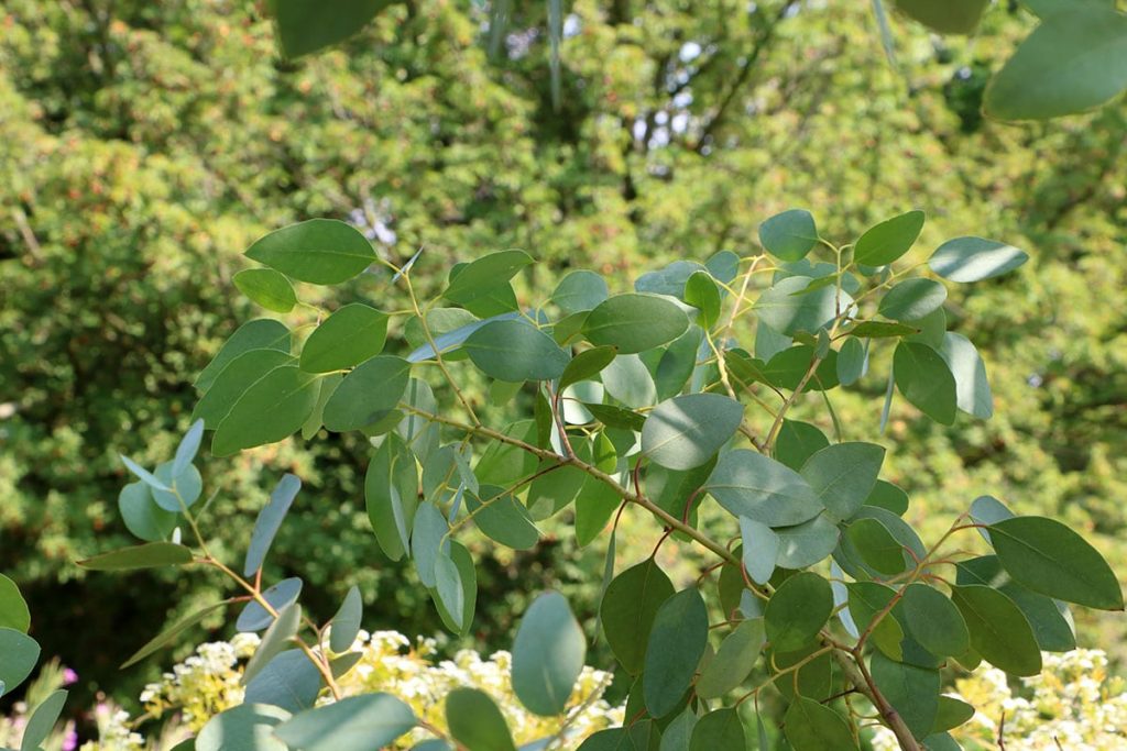 Mostgummi-Eukalyptus (Eucalyptus gunnii)