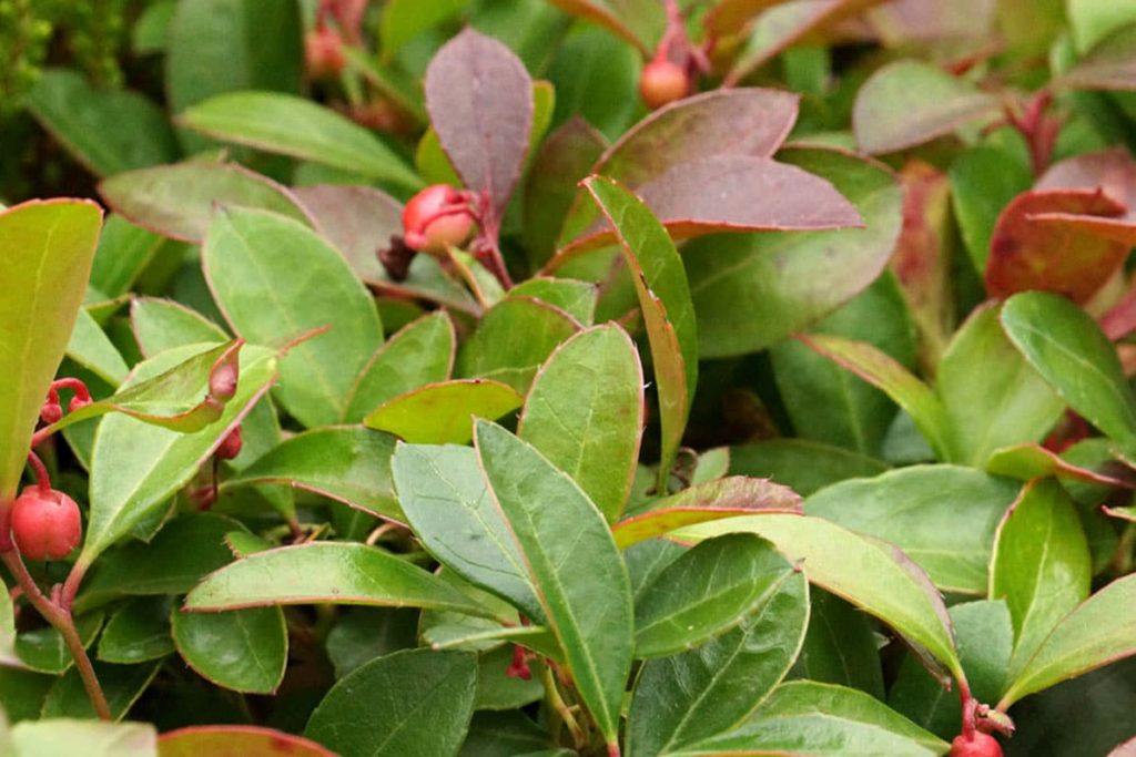 Niedere Scheinbeere (Gaultheria procumbensbens), immergrüne Sträucher