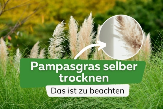 Pampasgras selber trocknen: das ist zu beachten