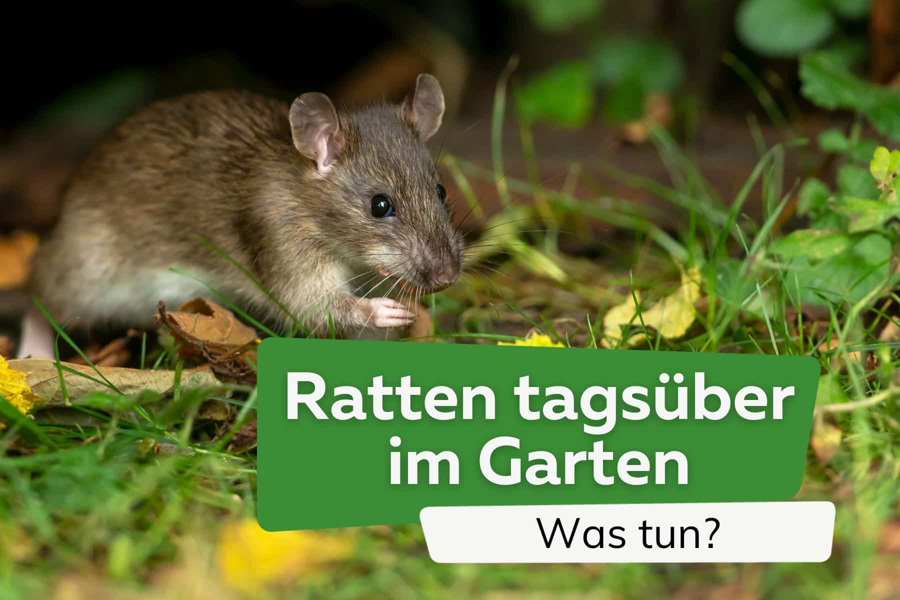 Ratten am hellichten Tag im Garten: was tun?