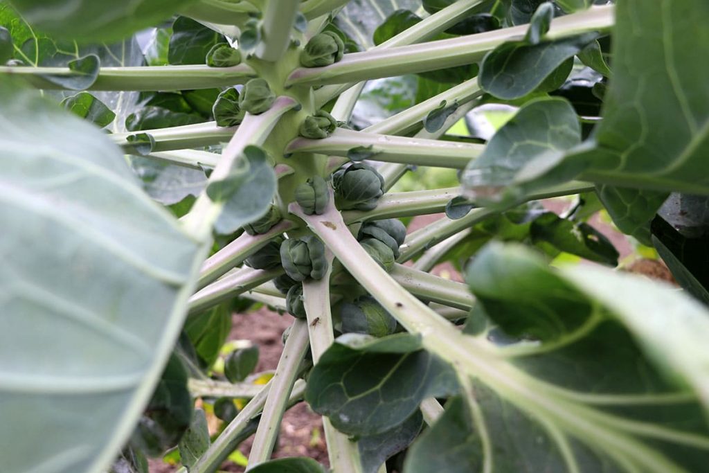 Rosenkohl, Wintergemüse im Hochbeet