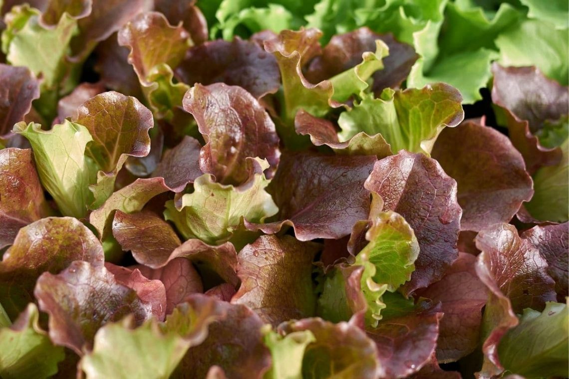 Rotbrauner Winterkopfsalat, Wintergemüse für das Hochbeet