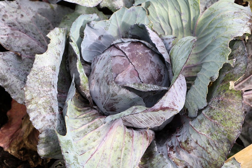 Rotkohl, Wintergemüse im Hochbeet