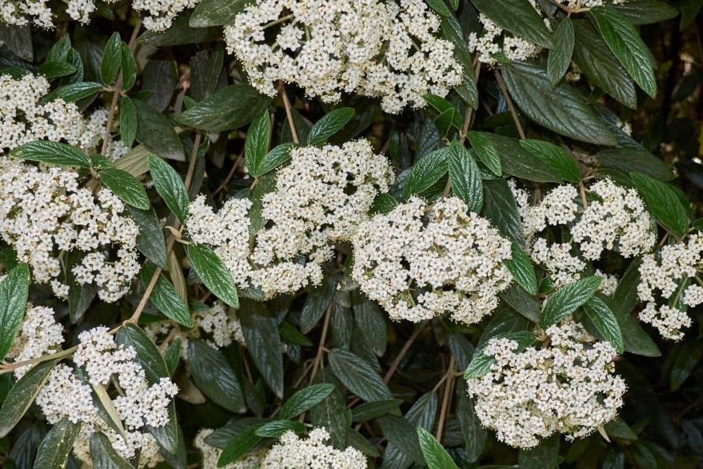 Runzelblättriger Schneeball (Viburnum rhytidophyllum), immergrüne Sträucher