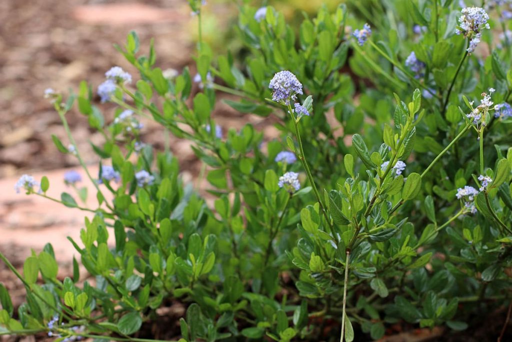 Säckelblume (Ceanothus), immergrüne Sträucher