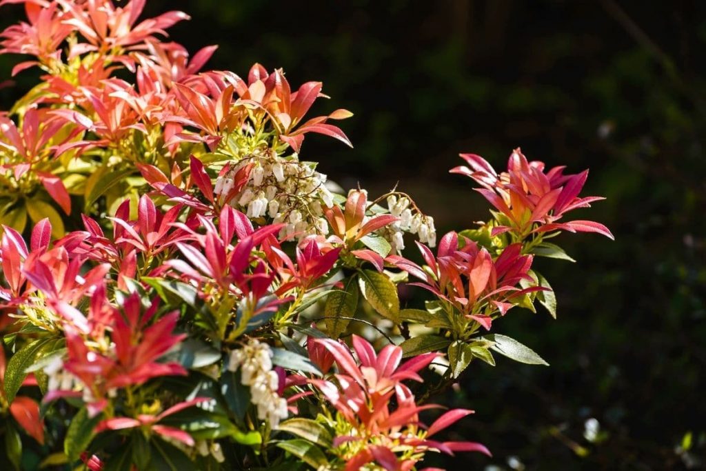 Schattenglöckchen 'Mountain Fire' (Pieris japonica), immergrüne Sträucher