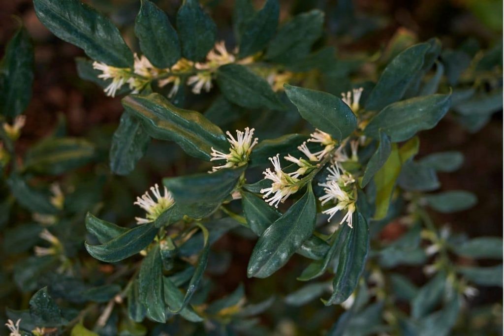 Schleimbeere (Sarcococca hookeriana var. humilis), immergrüne Sträucher