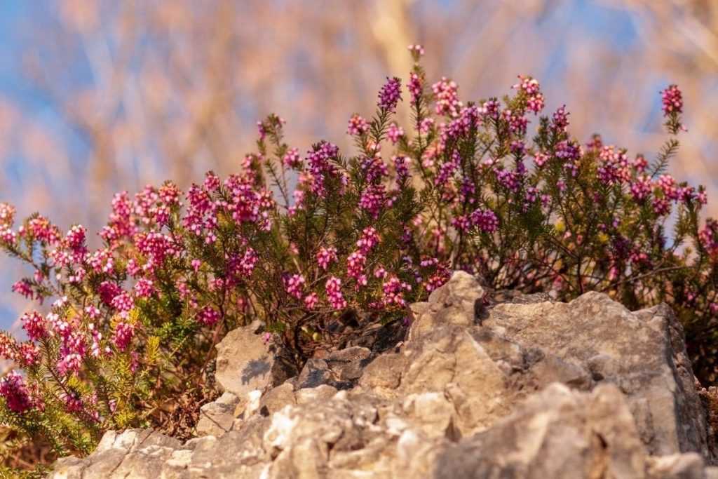 Schneeheide 'Antje' (Erica carnea), immergrüne Sträucher