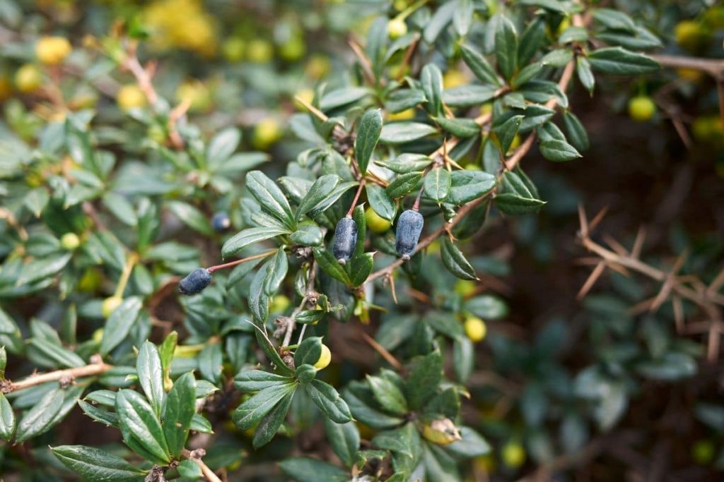 Schneeige Berberitze (Berberis candidula)