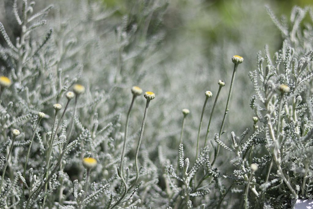 Silbriges Heiligenkraut (Silbriges Heiligenkraut (Santolina chamaecyparissus)