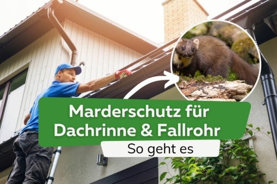 So geht Marderschutz für Dachrinne und Fallrohr