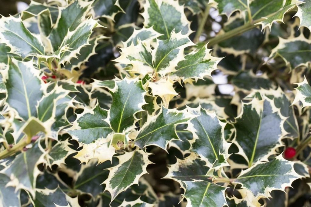 Stechpalme 'Silverqueen' (Ilex aquifolium), immergrüne Sträucher