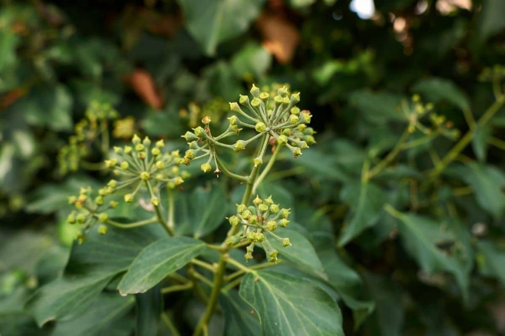 Strauch-Efeu (Hedera helix) Arborescens