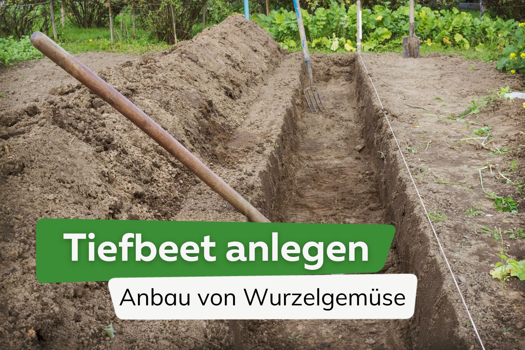 Tiefbeet anlegen: so gelingt der Anbau von Wurzelgemüse