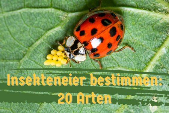 Insekteneier bestimmen - Titel