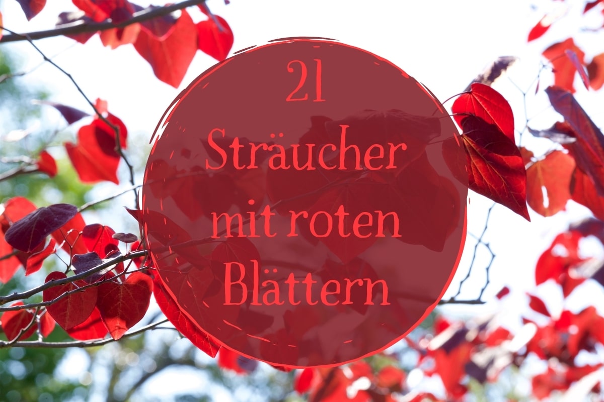 Sträucher mit roten Blättern - Titel