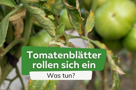 Tomatenblätter rollen sich ein: was tun?