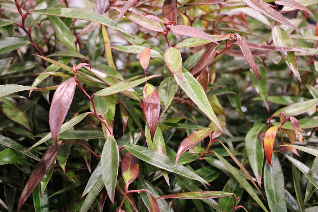 Traubenheide (Leucothoe), immergrüne Sträucher