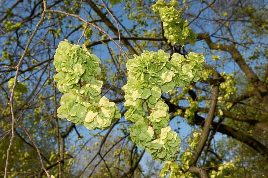 Ulmenblüte (Ulmus) Pollenflugkalender