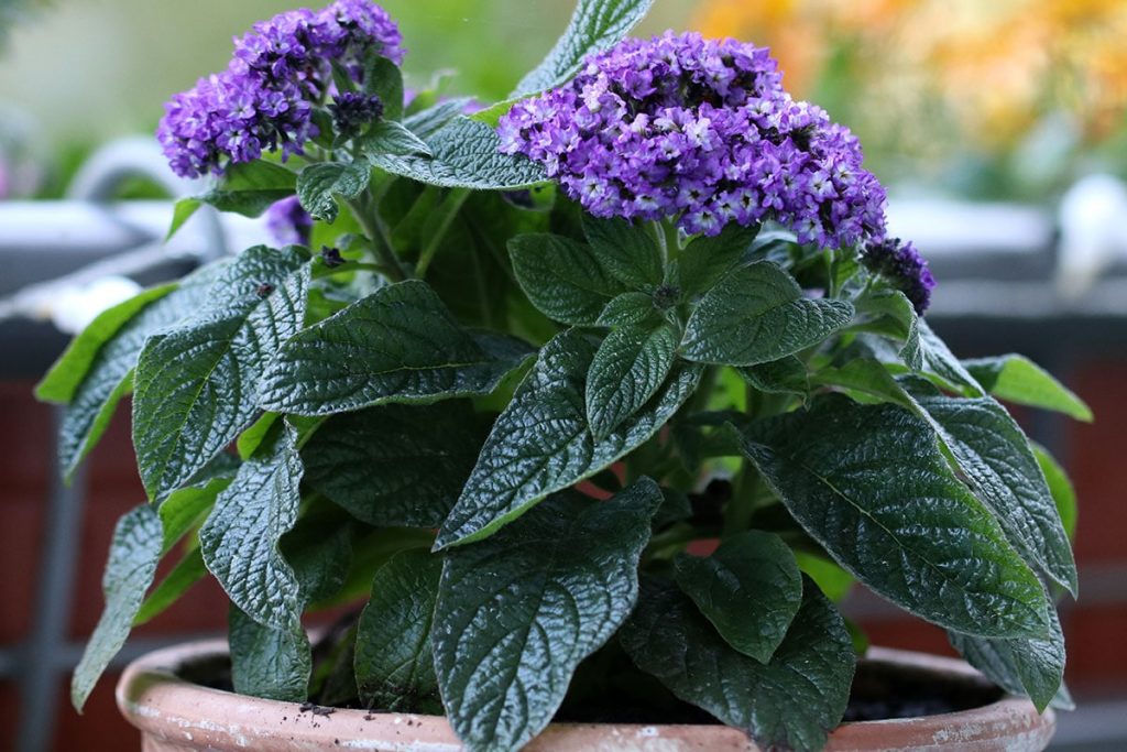 Dauerblüher für Balkon und Terrasse - Vanilleblume