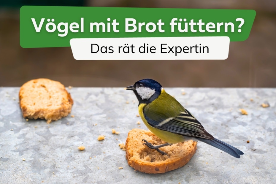 Vogel Futtern Mit Brot